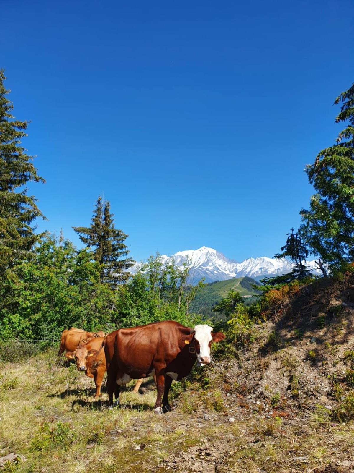 Appartement La Duchere Le Plan-La Giettaz Massif Des Aravis Luaran gambar